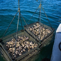 Oyster farming operations